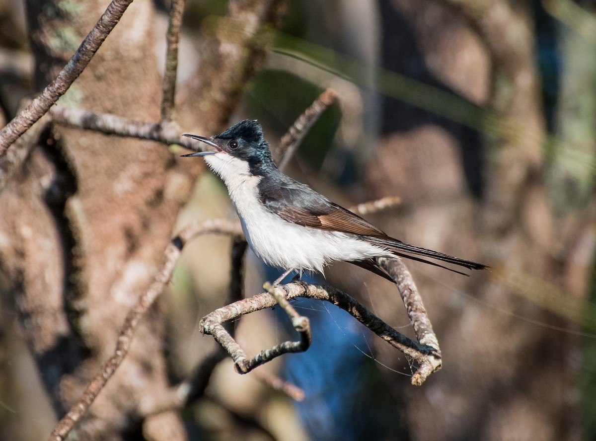 Restless Flycatcher - ML475025191