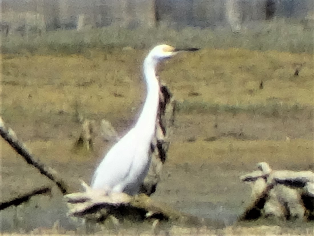 Snowy Egret - ML475025461