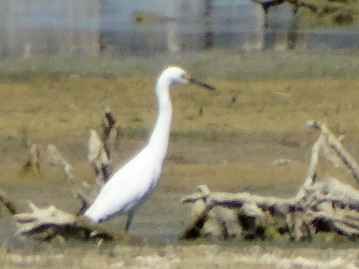 Snowy Egret - ML475025491