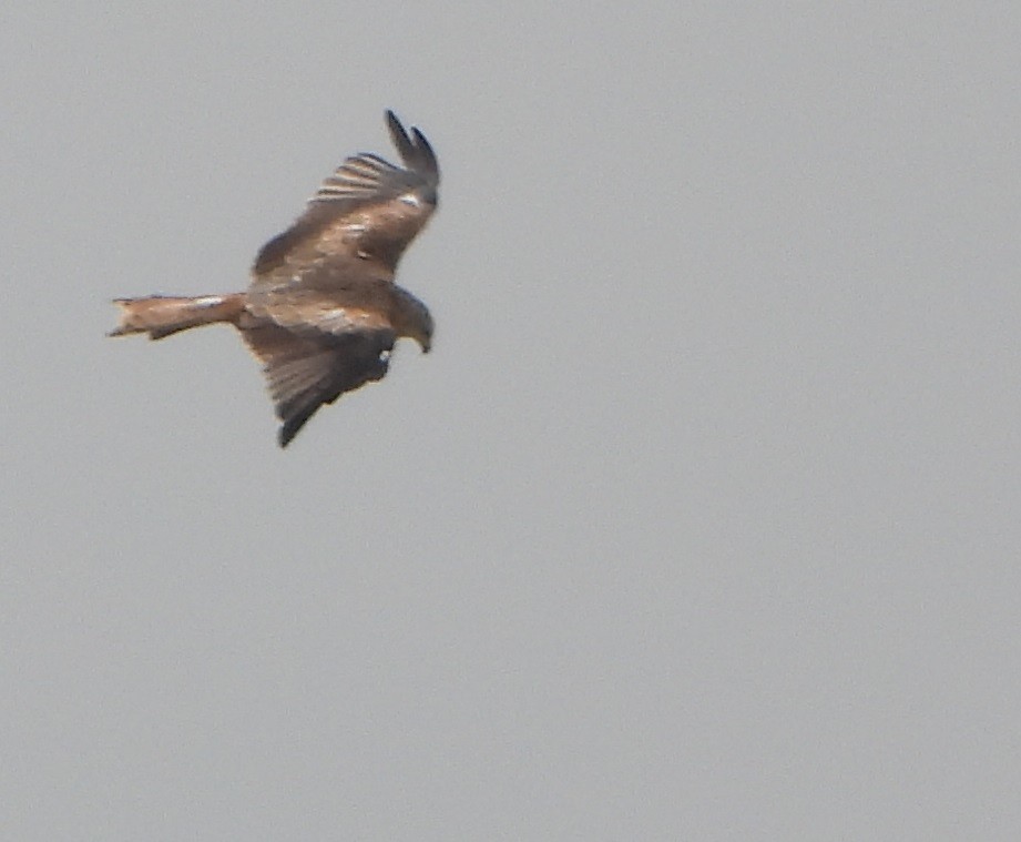 Red Kite - Jiří Šafránek