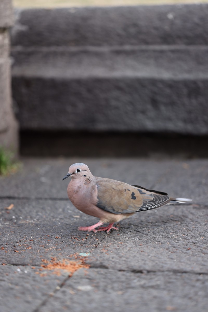 Eared Dove - Thomas Ford-Hutchinson