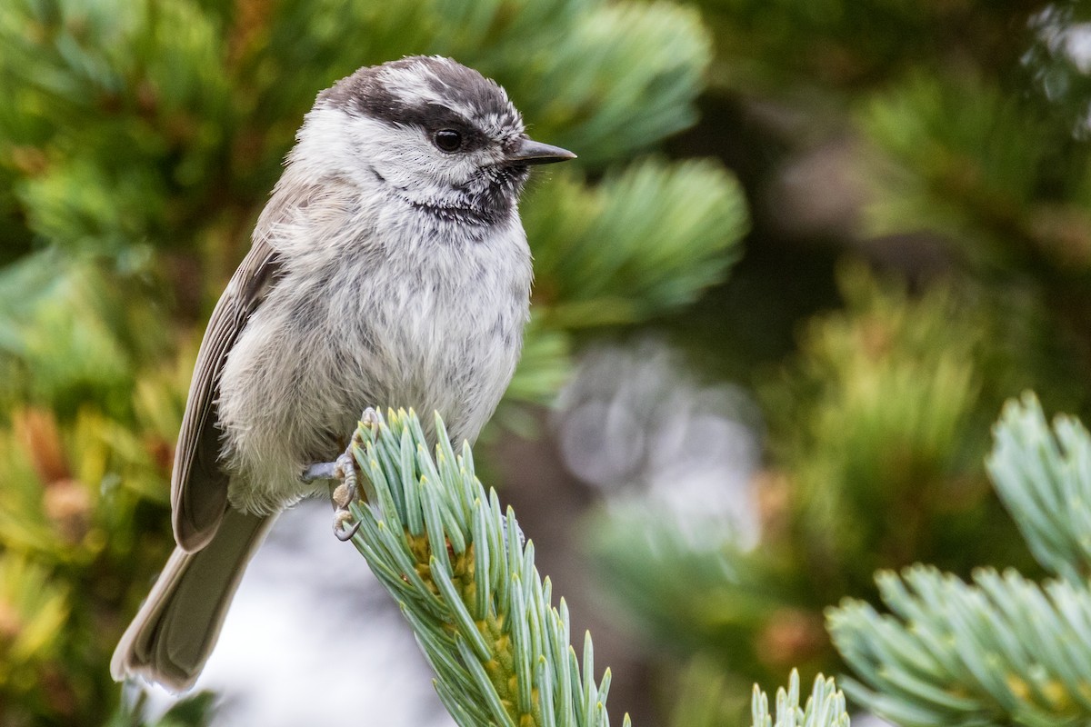 Mountain Chickadee - ML475026541