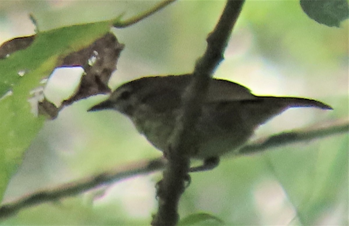 Negros Striped-Babbler - Gwen So