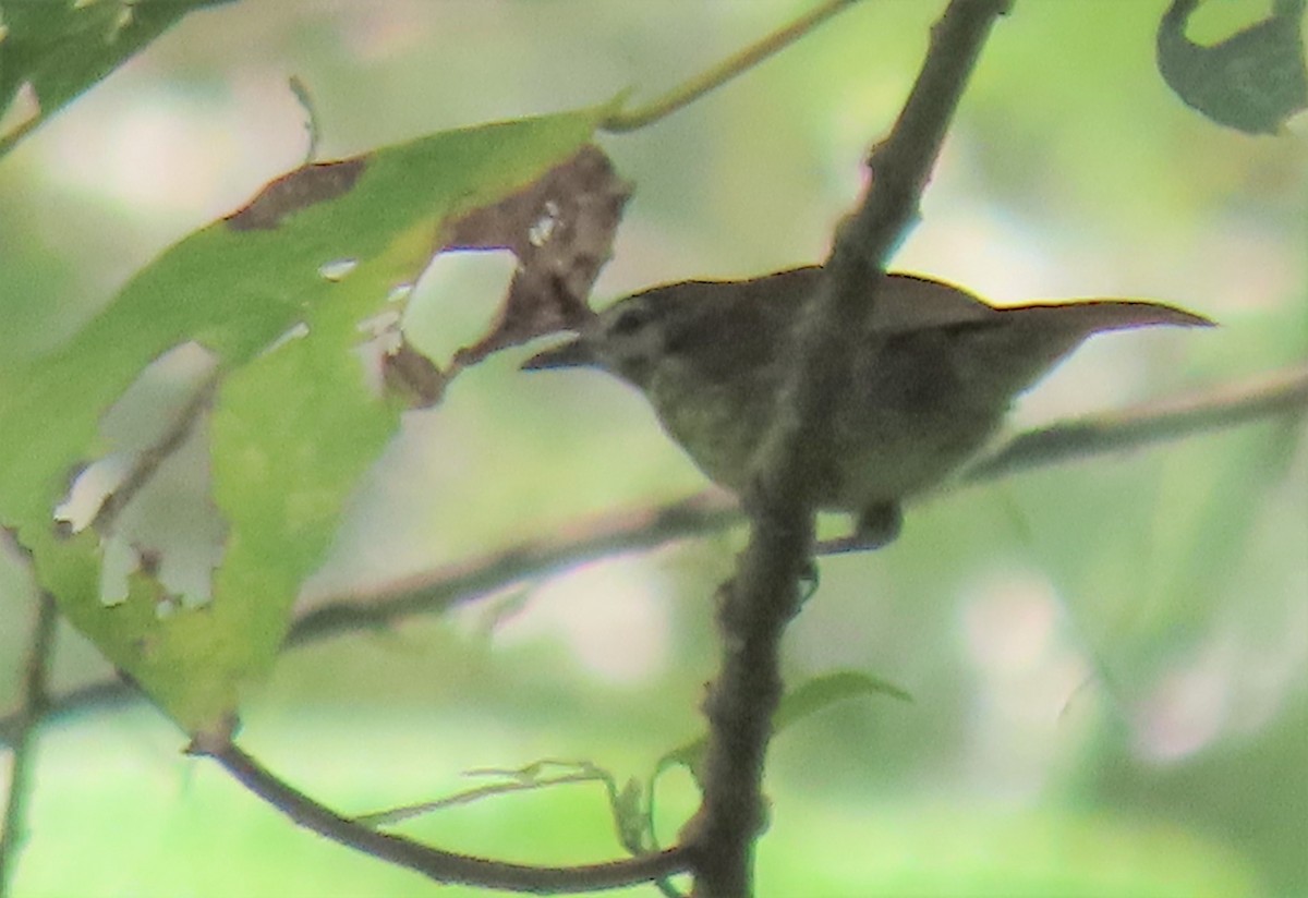 Negros Striped-Babbler - Gwen So