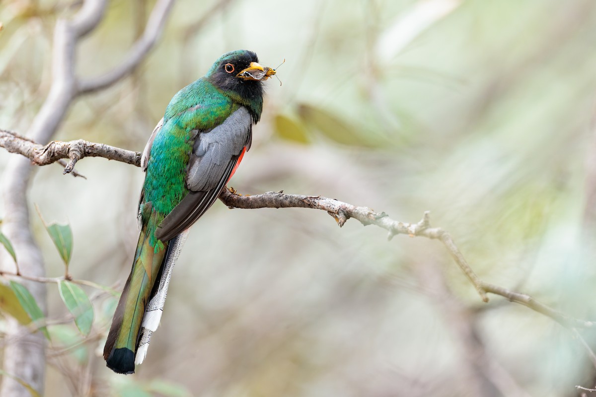 Coppery-tailed Trogon - Ryan Sanderson