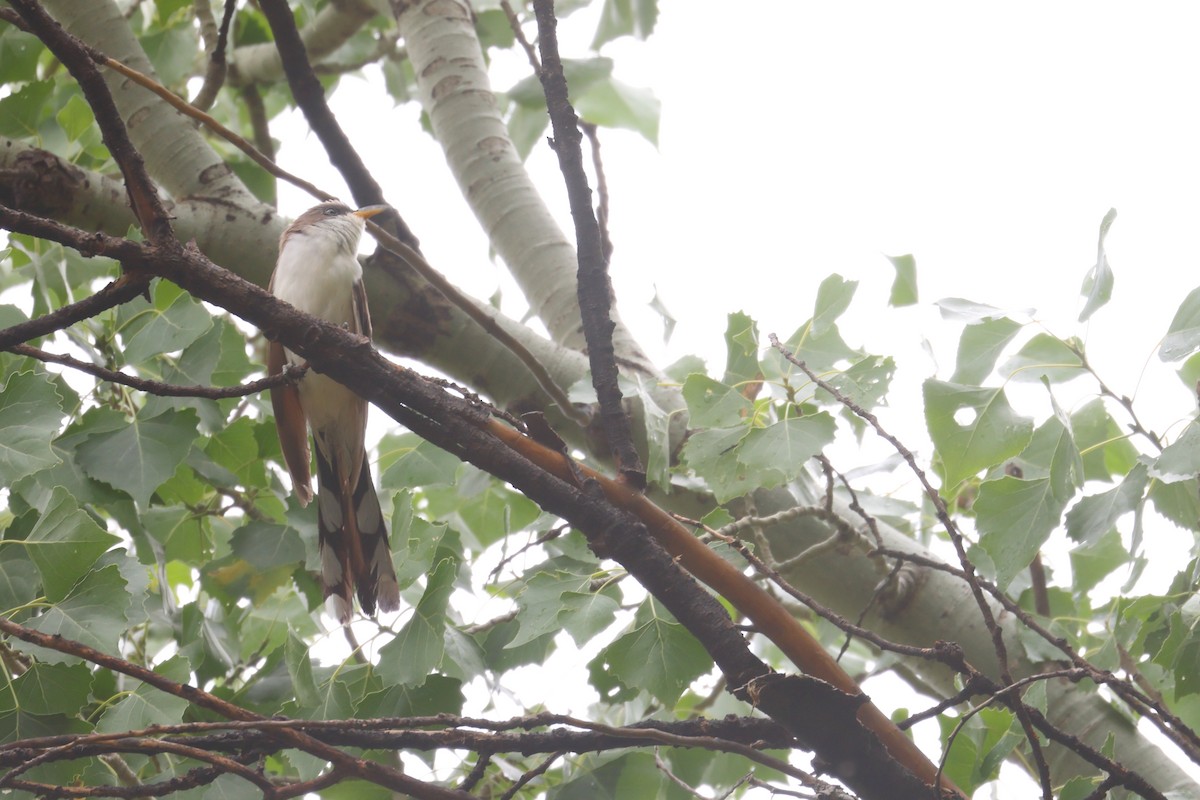 Yellow-billed Cuckoo - ML475028531