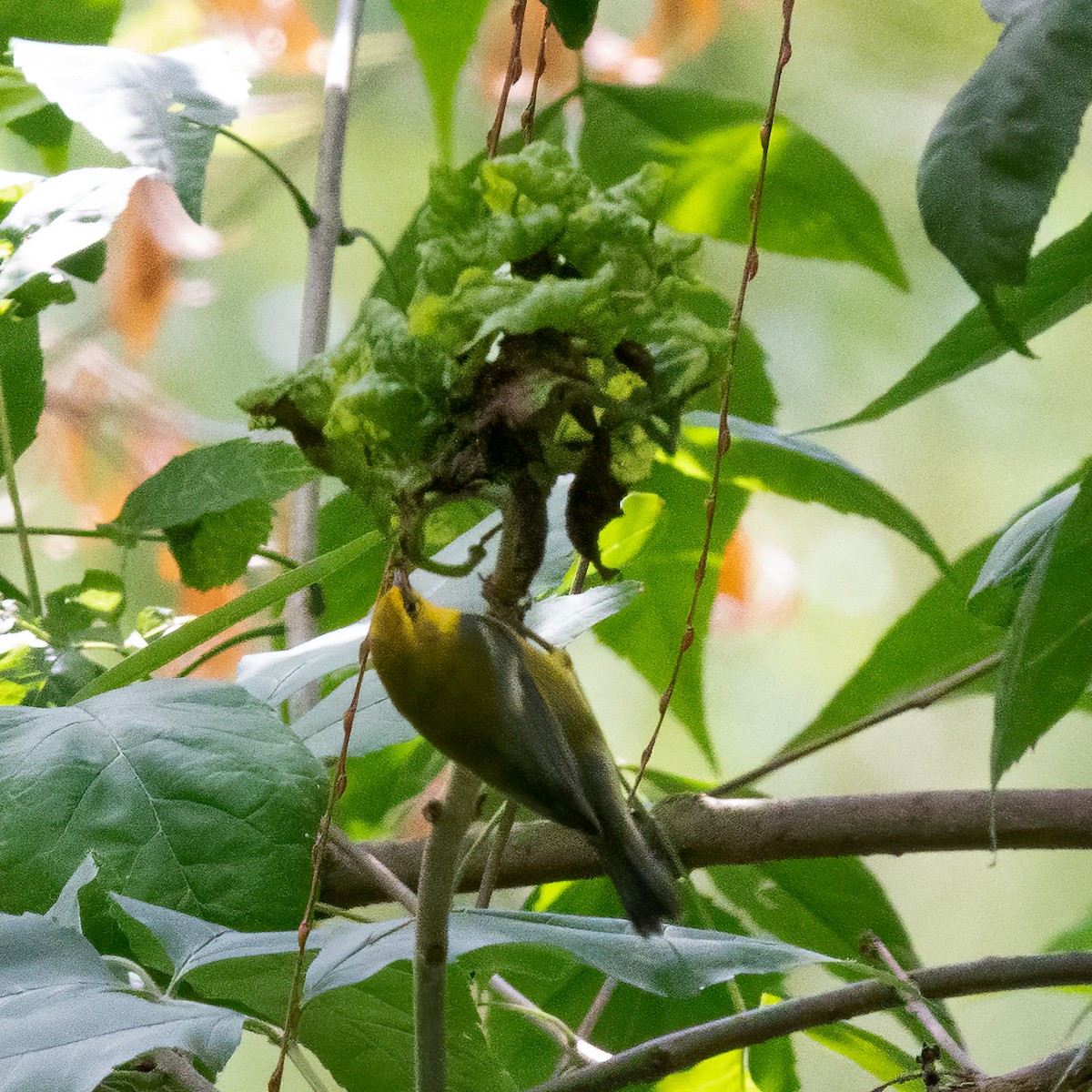 Blue-winged Warbler - ML475029221