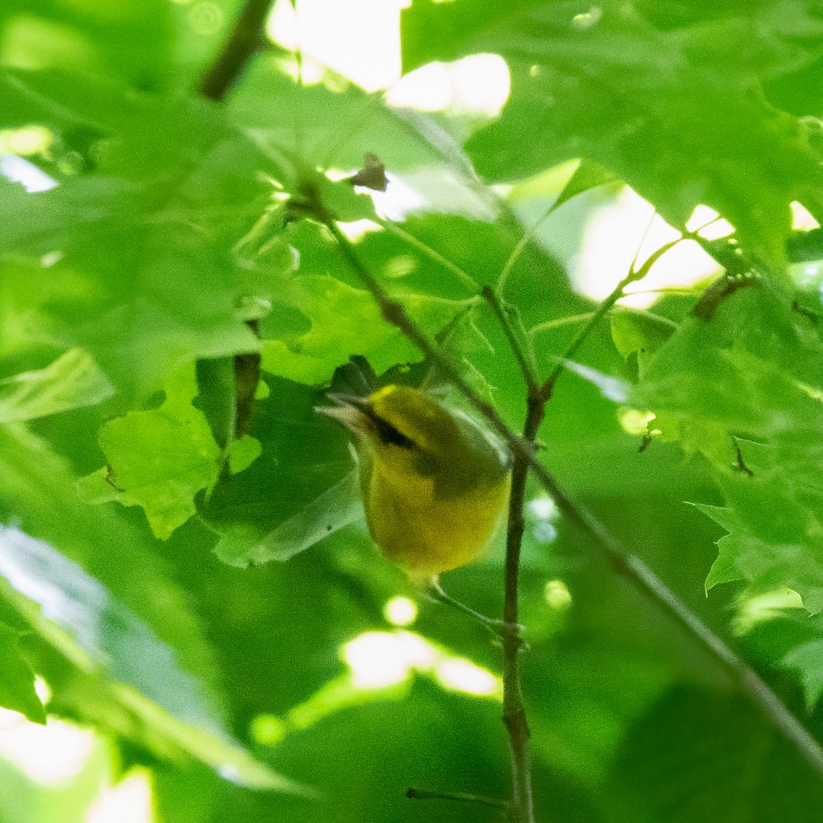 Blue-winged Warbler - Anonymous