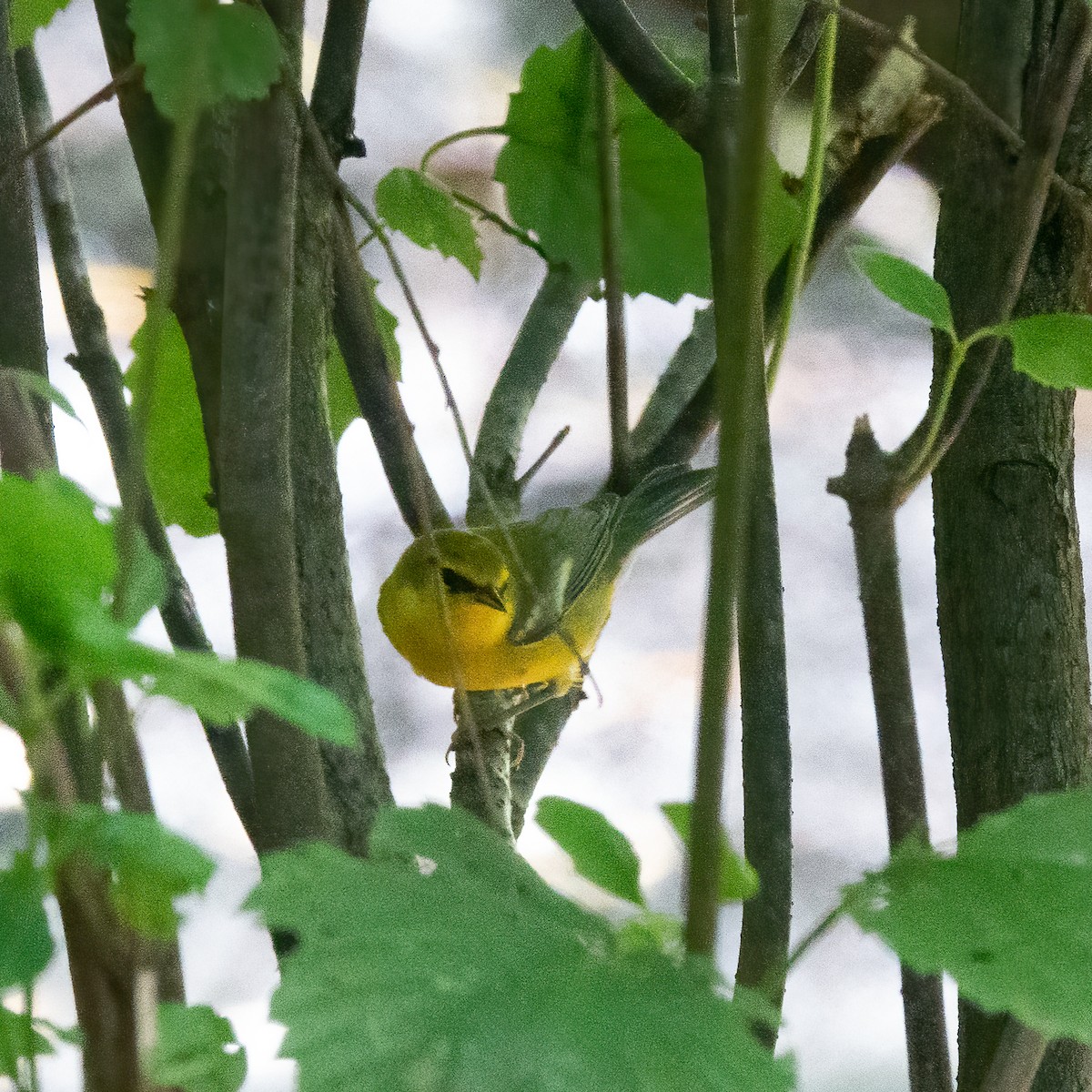 Blue-winged Warbler - ML475029261