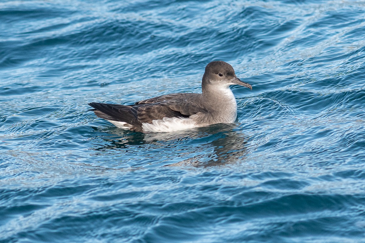 Fluttering Shearwater - ML475030271