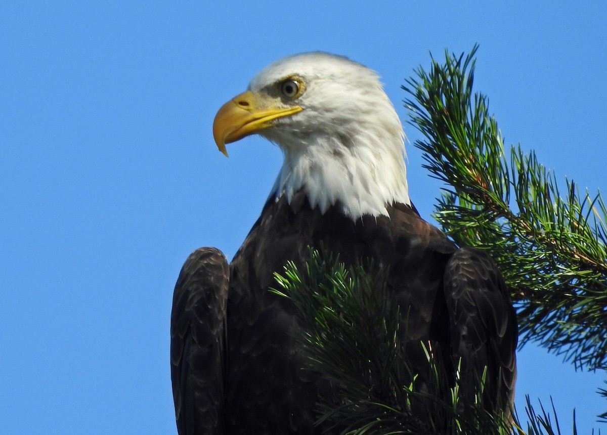 Bald Eagle - ML475030511