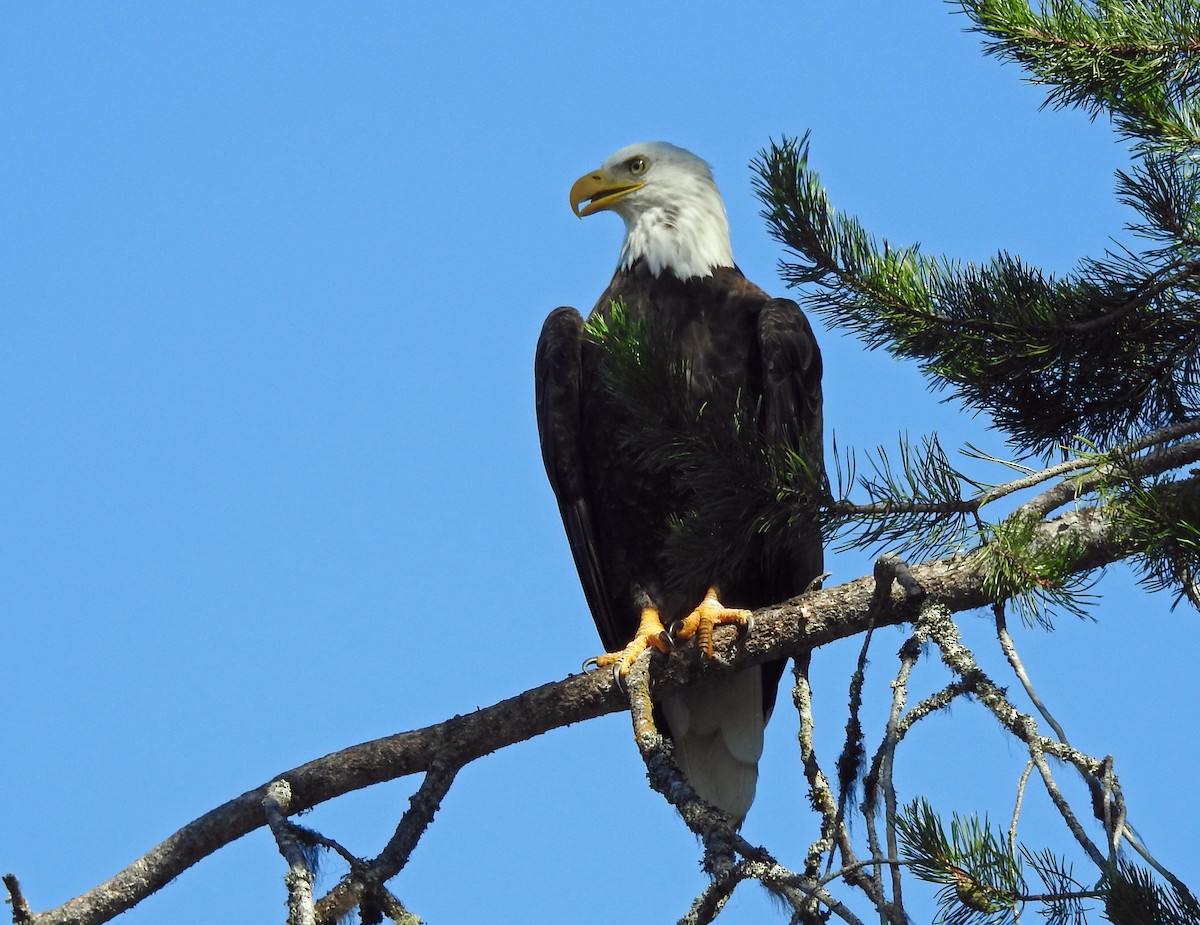 Bald Eagle - ML475030531