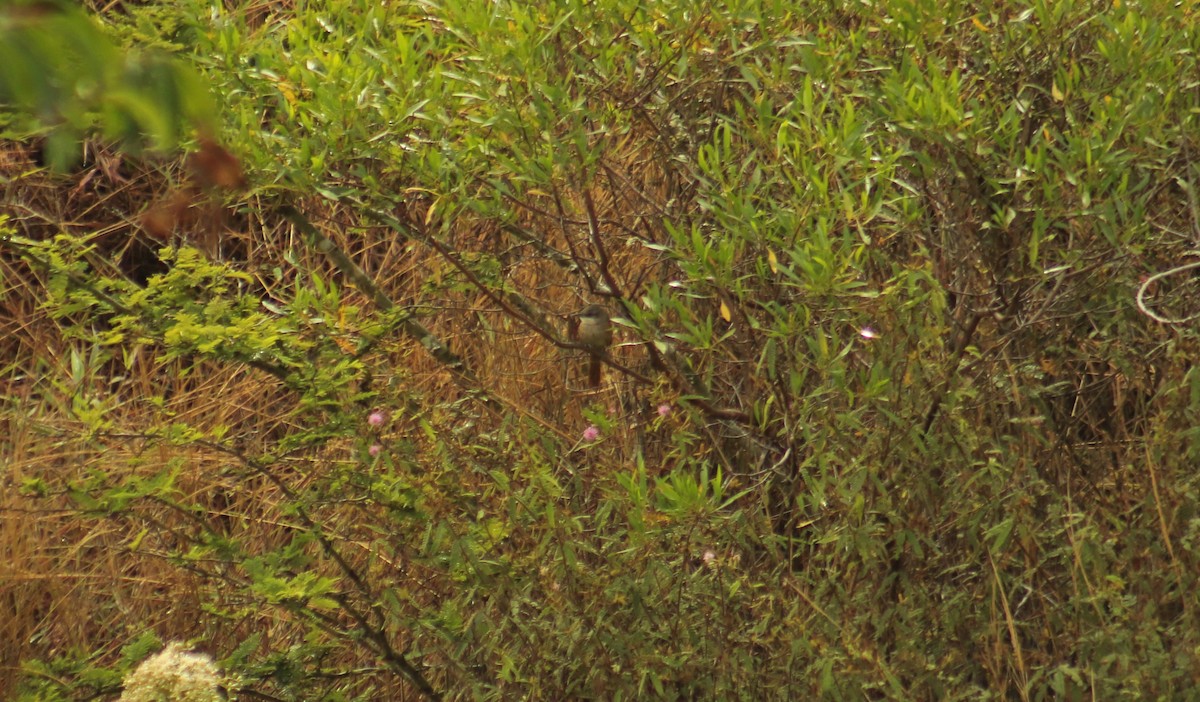 Chestnut-backed Thornbird - ML475031271