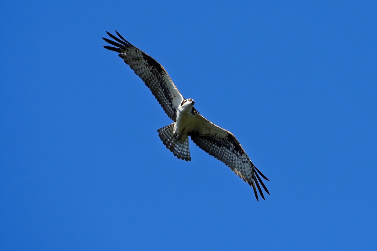 Águila Pescadora - ML475031351