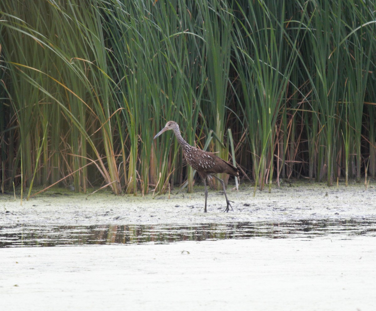 Limpkin - ML475031781