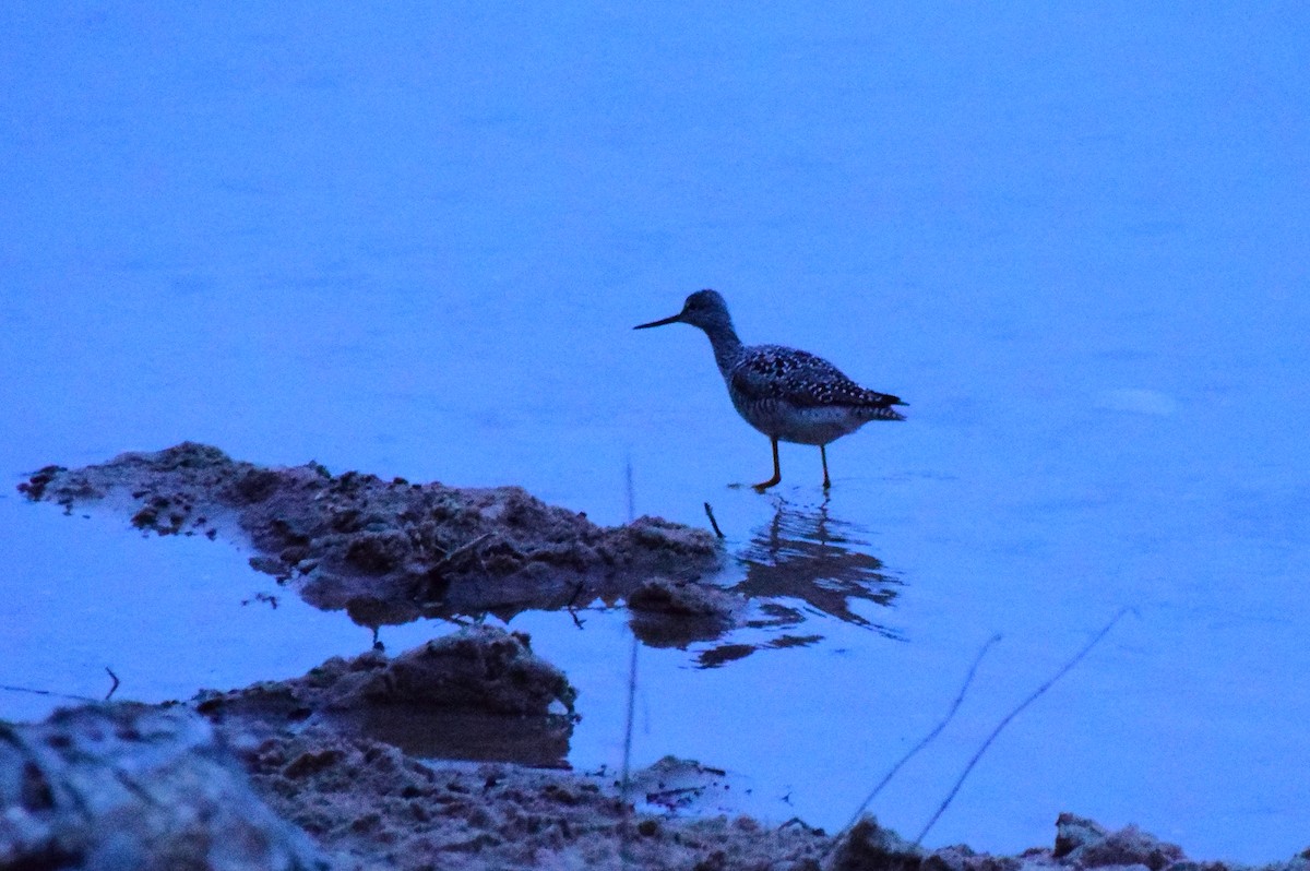 Greater Yellowlegs - ML475034181