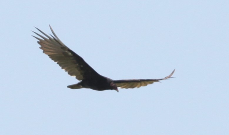 Turkey Vulture - ML475034761