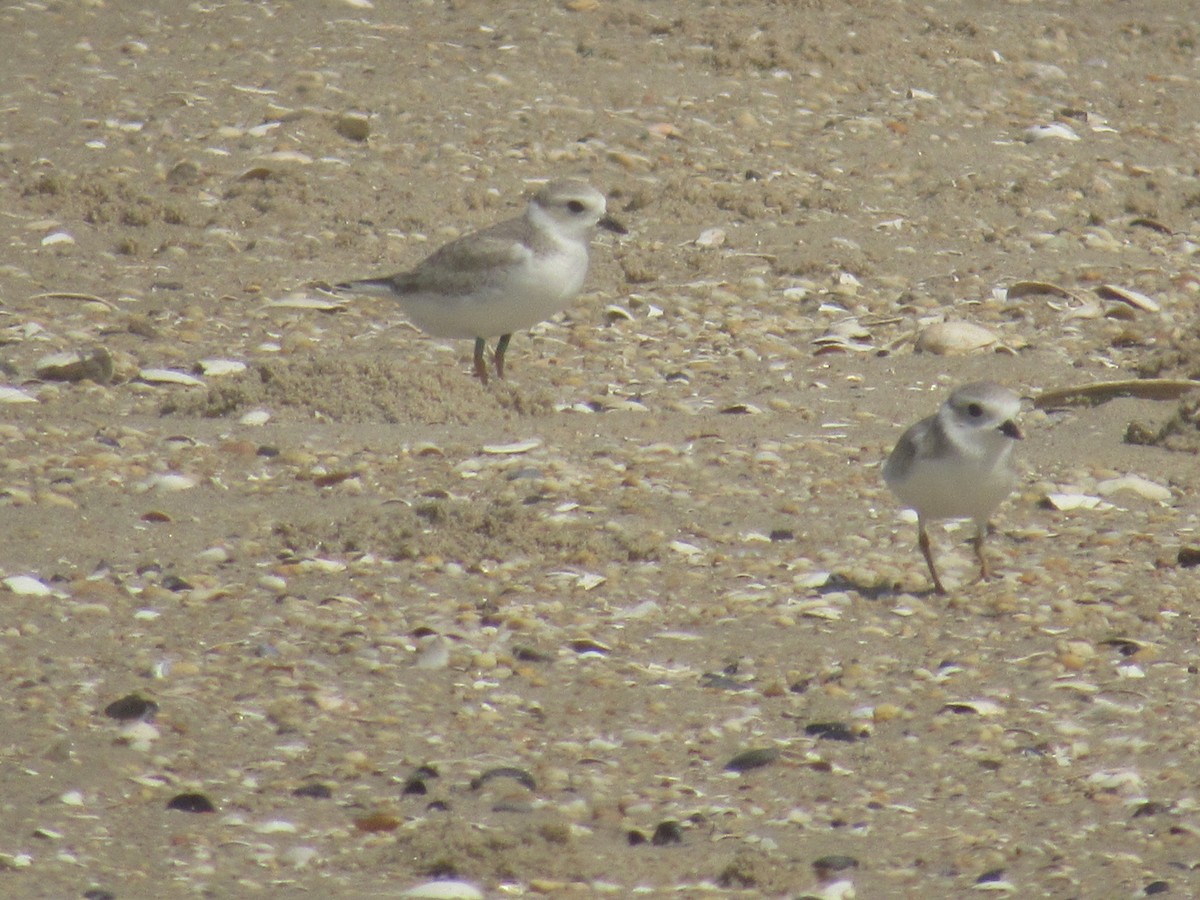 Piping Plover - ML475034791