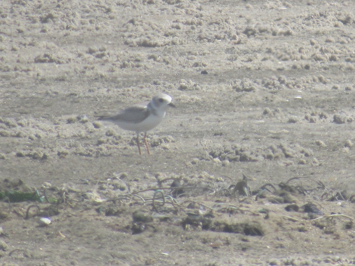 Piping Plover - ML475034801