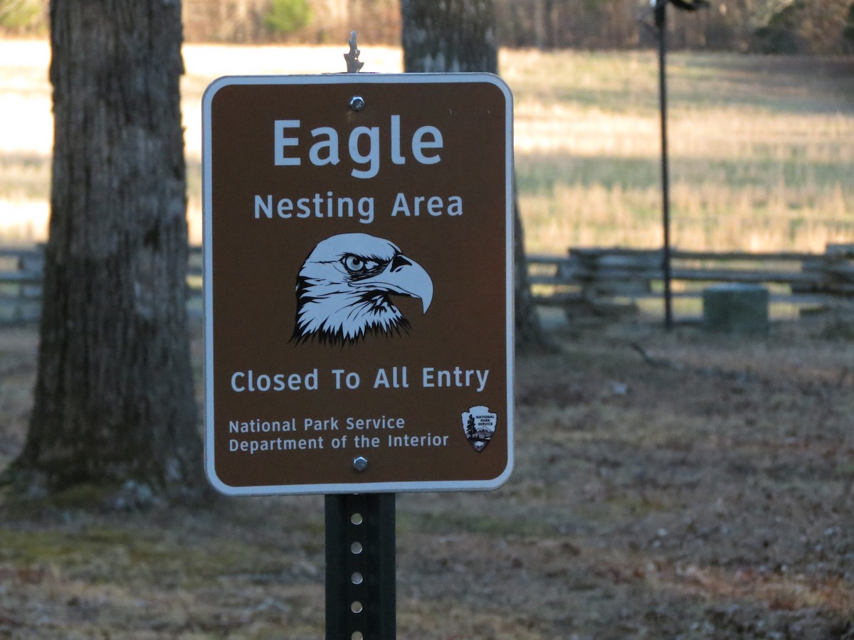 Bald Eagle - Daniel  Snell