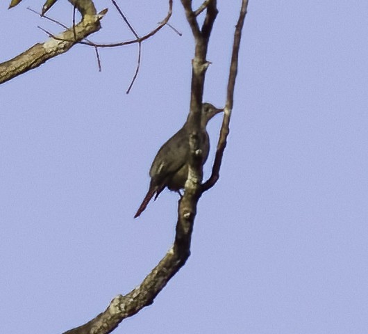 White-tailed Cotinga - ML475035991