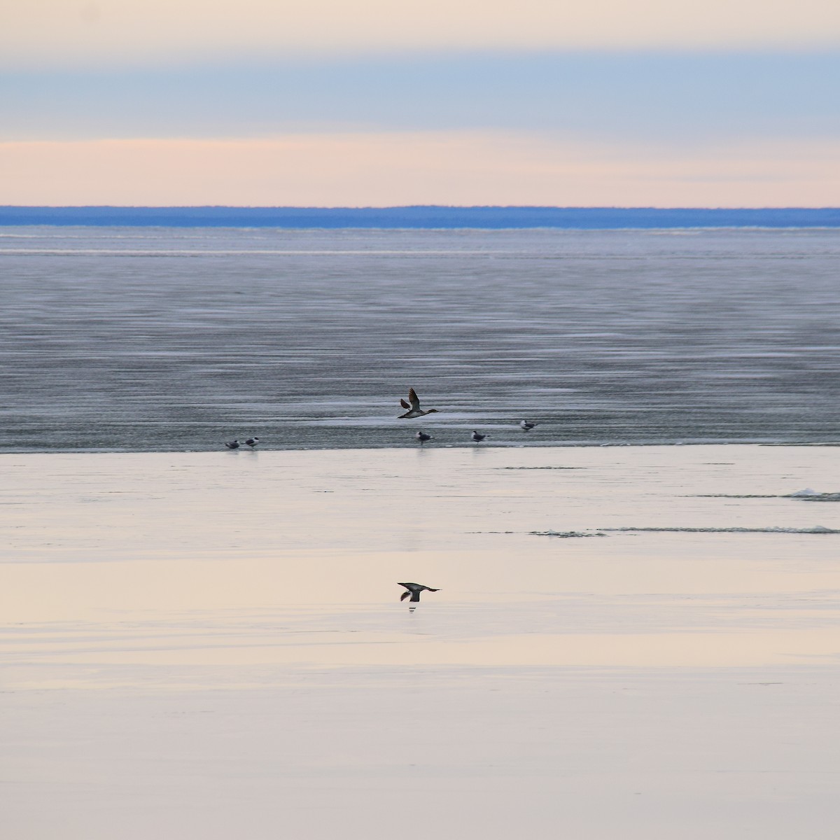 Red-breasted Merganser - ML475036701