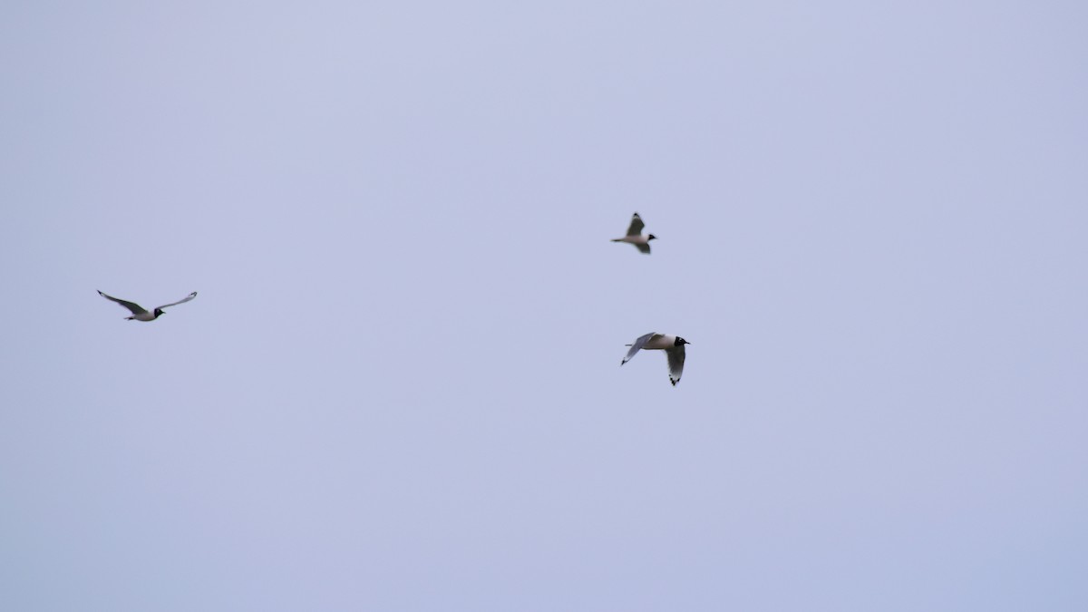 Franklin's Gull - Mathieu Langlois