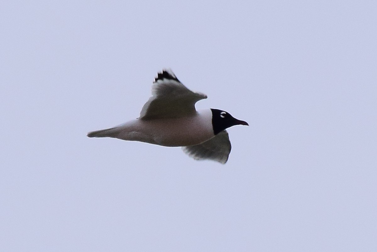 Franklin's Gull - ML475036951