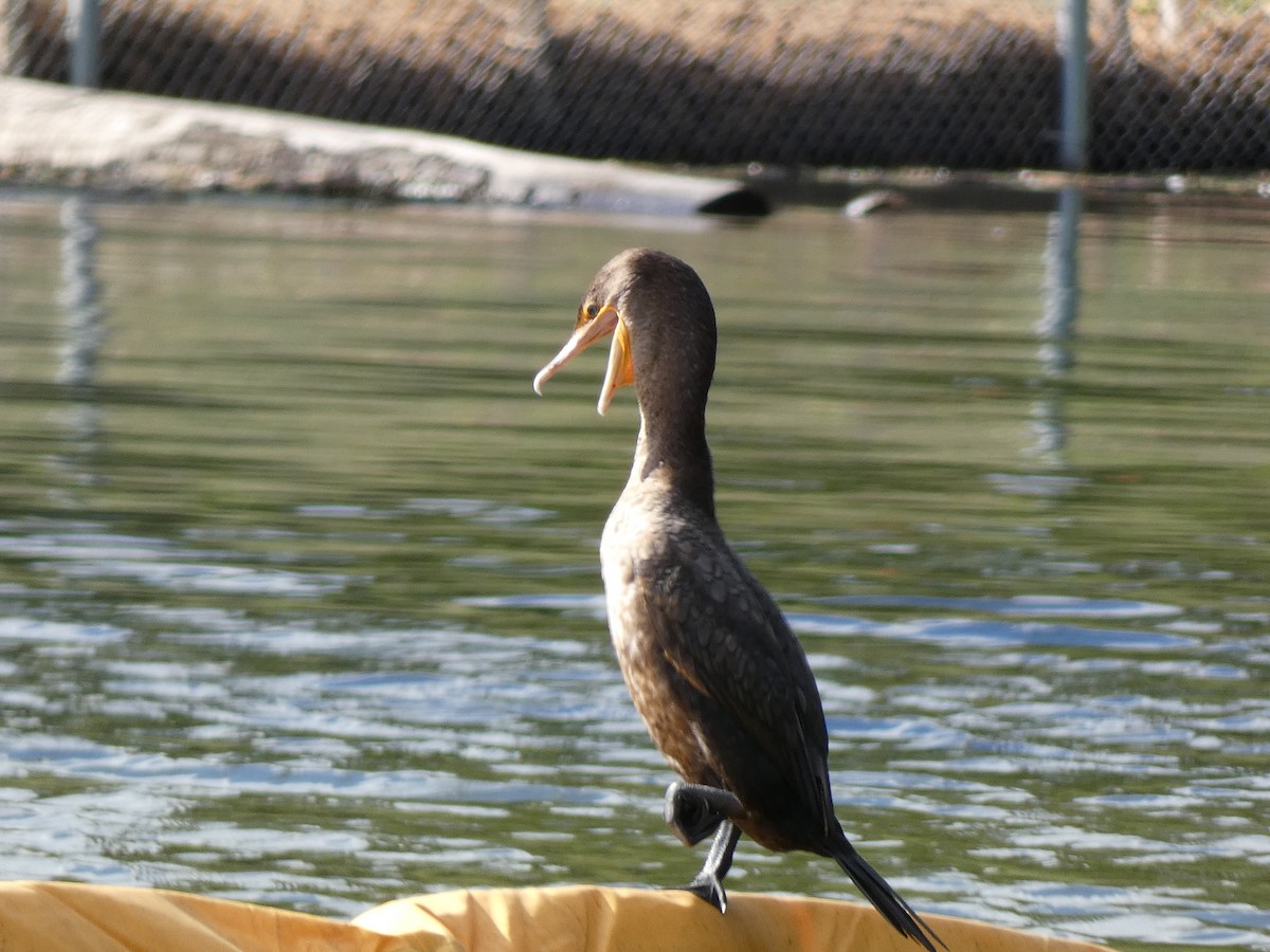 Double-crested Cormorant - William Buswell