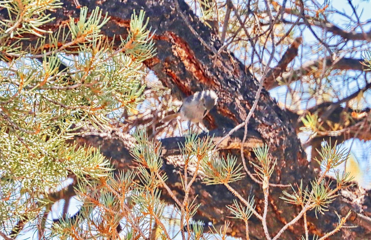 Juniper Titmouse - ML475037221