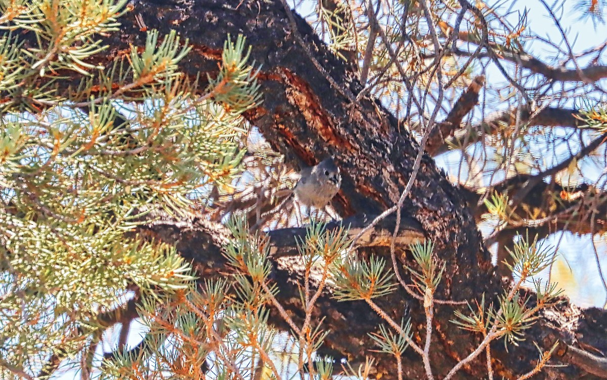 Mésange des genévriers - ML475037261