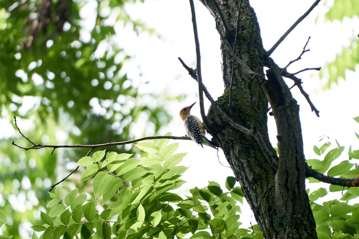 Red-bellied Woodpecker - Peter Sumner