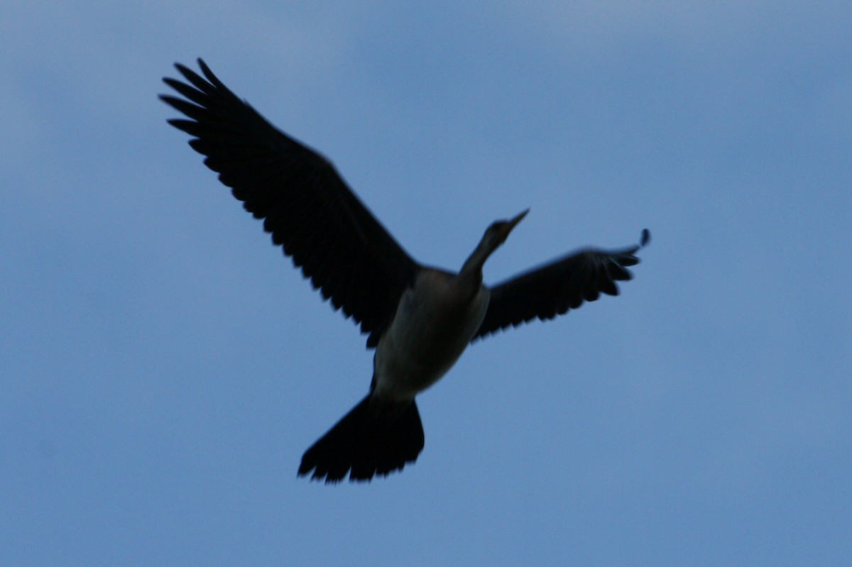 Anhinga d'Australie - ML475037911