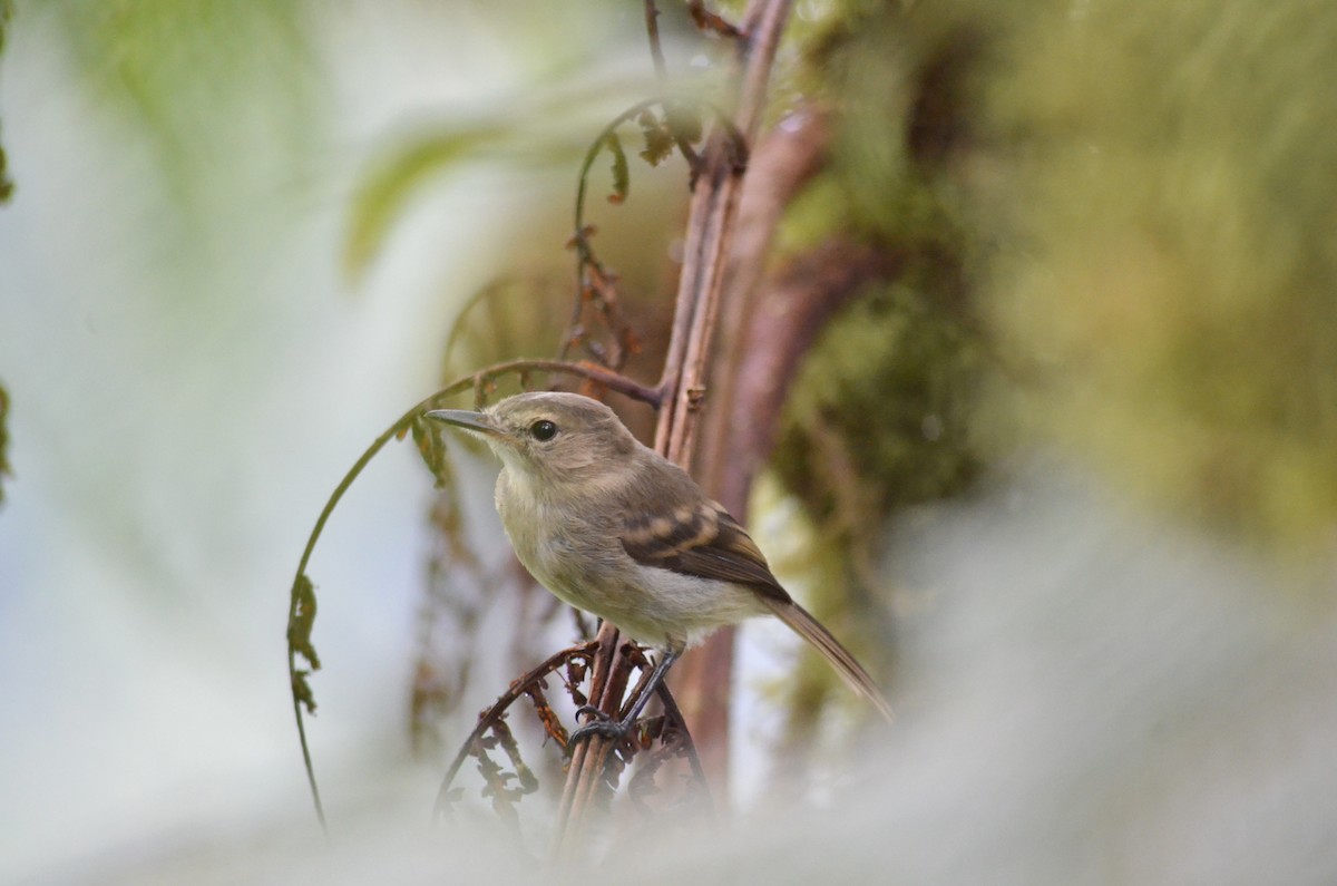 Cocos Tyrannulet - Valeria Aspinall