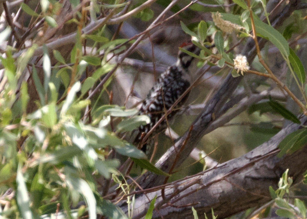 Ladder-backed Woodpecker - ML475039381