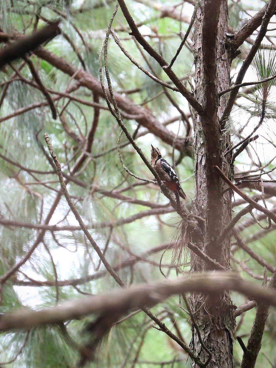 Great Spotted Woodpecker - ML475039881