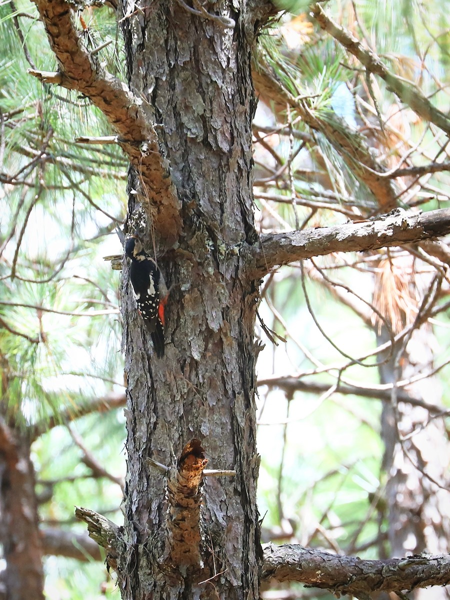 Great Spotted Woodpecker - ML475039901