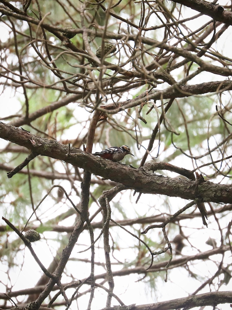 Great Spotted Woodpecker - ML475039911