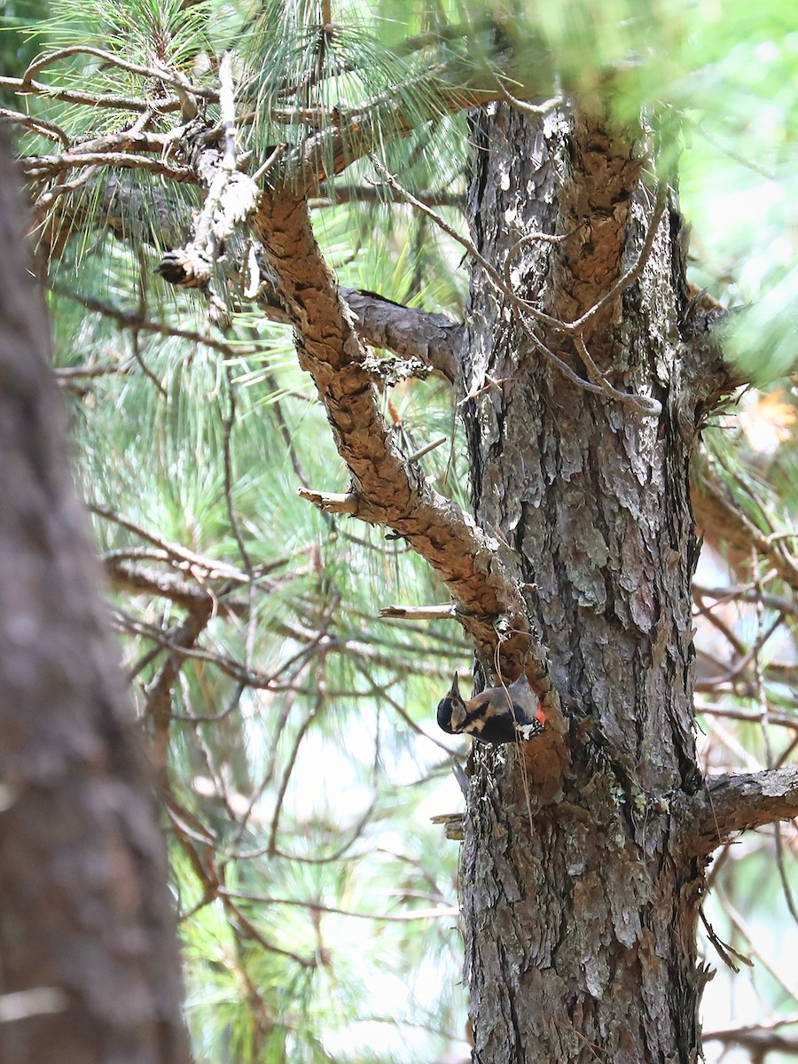 Great Spotted Woodpecker - ML475039921