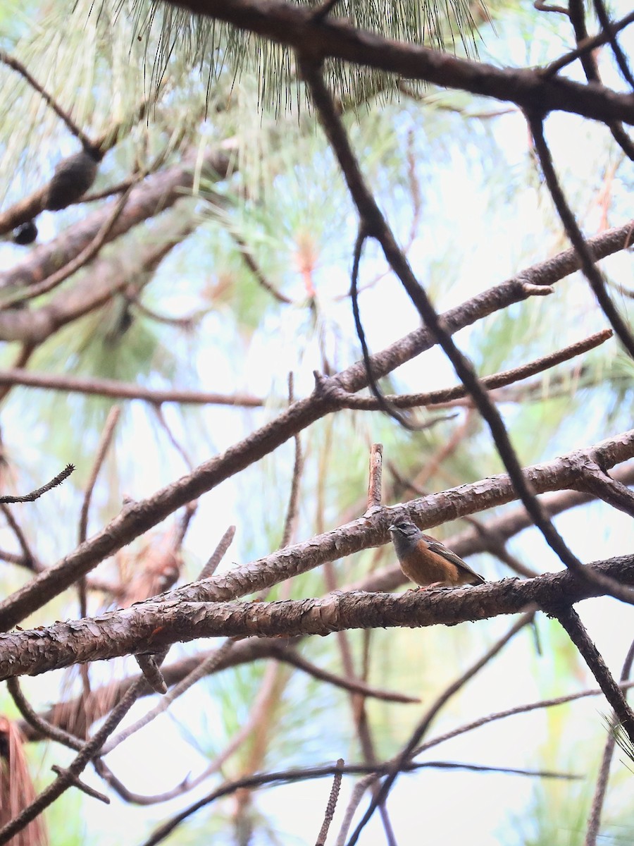 Godlewski's Bunting - ML475040741