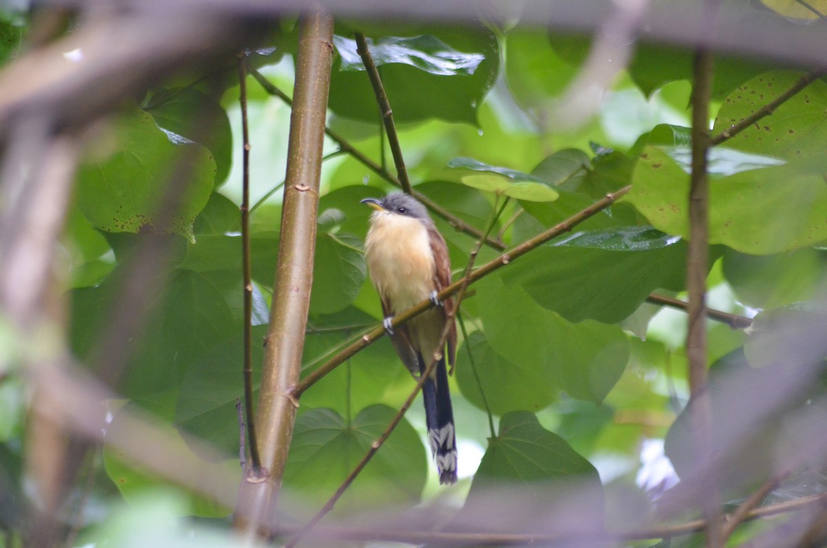 Cuclillo de Isla del Coco - ML475041991