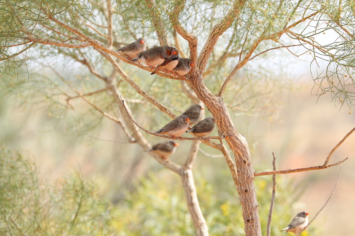 Zebra Finch - ML475042151