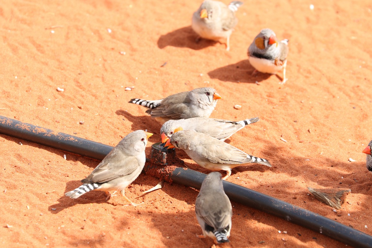 Zebra Finch - ML475042181