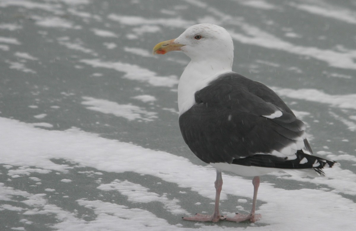 Great Black-backed Gull - ML47504221