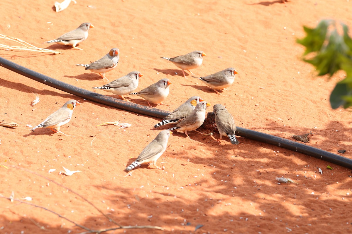 Zebra Finch - ML475042361