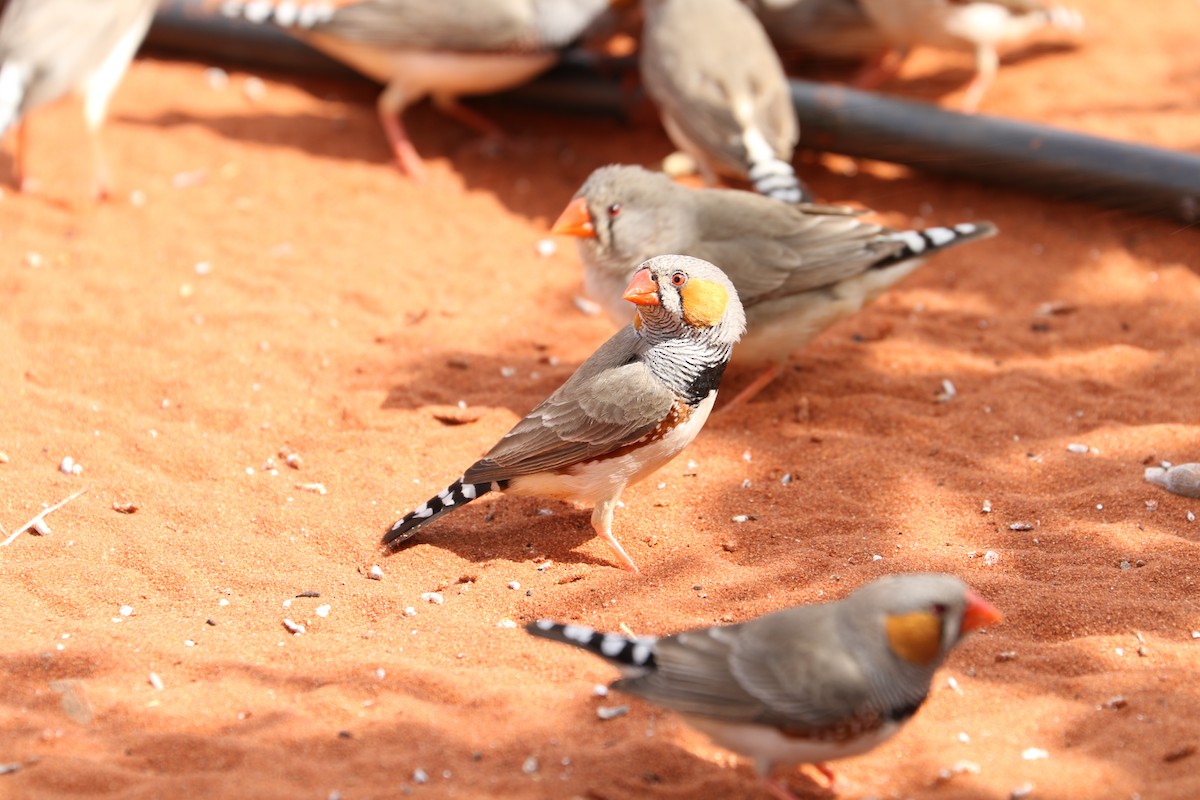 Zebra Finch - ML475042571