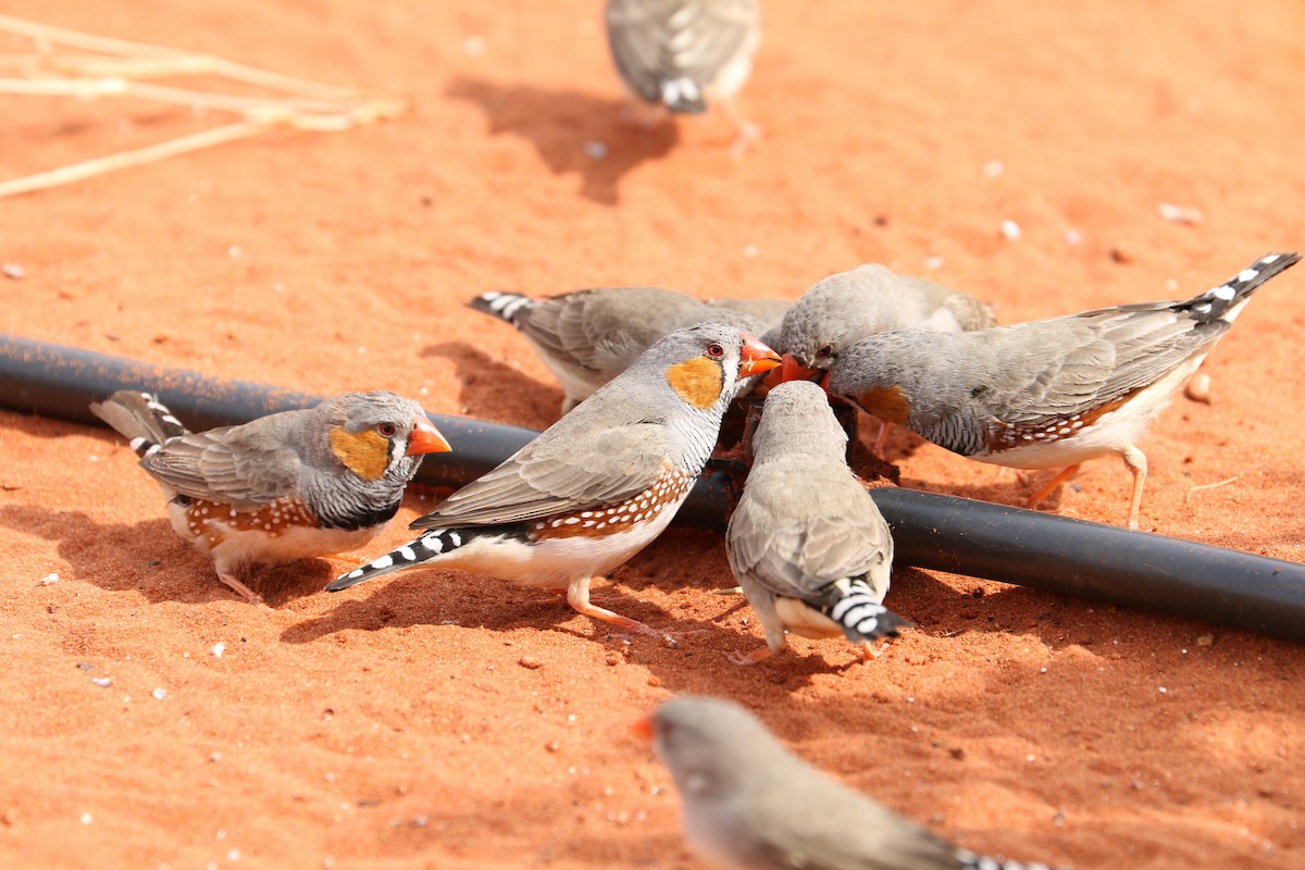 Zebra Finch - ML475042671