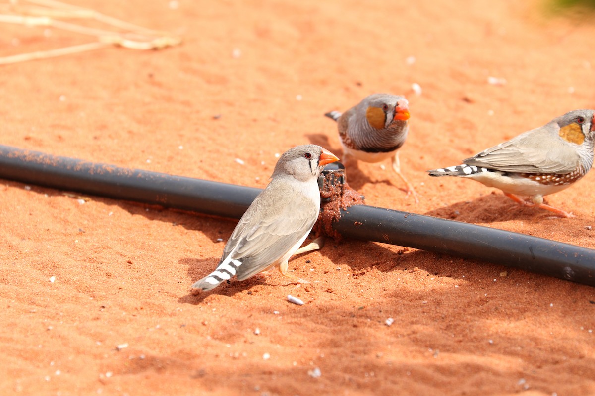 Zebra Finch - ML475042861