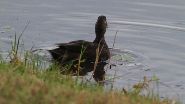 American Black Duck - ML475043