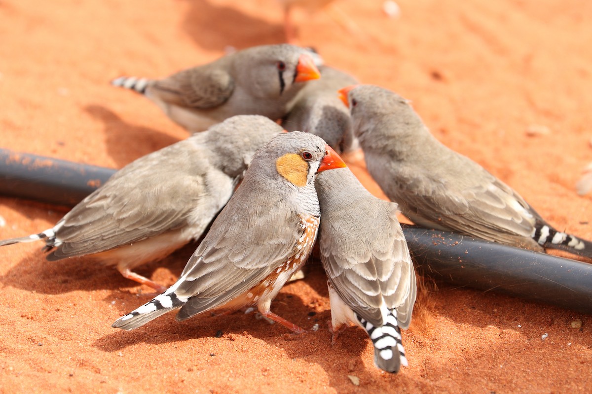 Zebra Finch - ML475043091